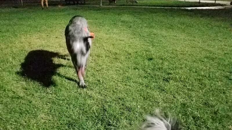 Grover Basin Dog Park - Phoenix, AZ