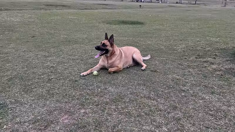 Grover Basin Dog Park - Phoenix, AZ