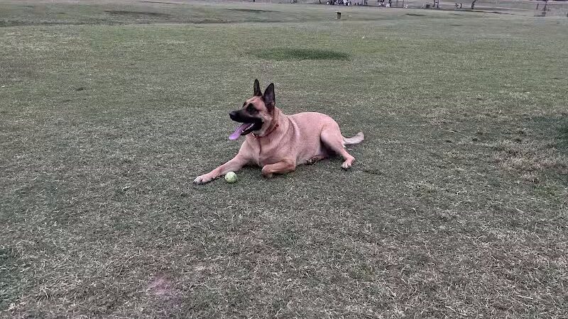 Grover Basin Dog Park - Phoenix, AZ