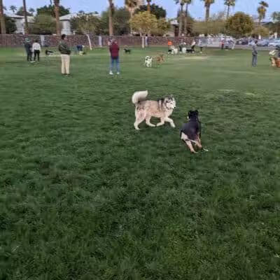Hance Park Dog Park - Phoenix, AZ