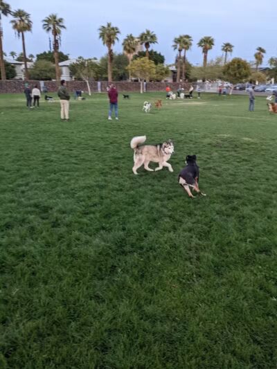 Hance Park Dog Park - Phoenix, AZ