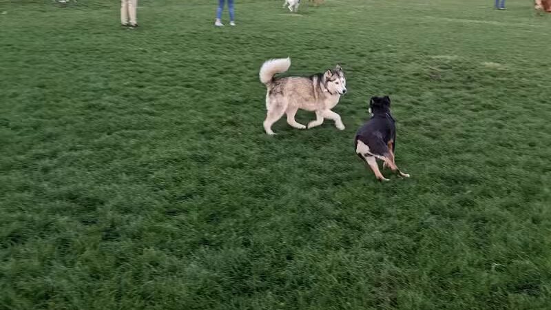 Hance Park Dog Park - Phoenix, AZ