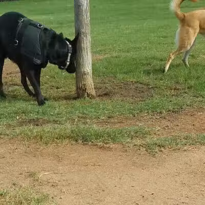 Hance Park Dog Park - Phoenix, AZ