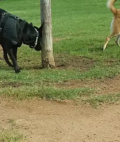 Hance Park Dog Park - Phoenix, AZ