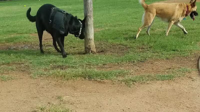 Hance Park Dog Park - Phoenix, AZ