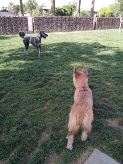 Hance Park Dog Park - Phoenix, AZ