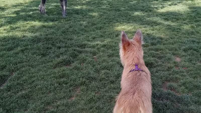 Hance Park Dog Park - Phoenix, AZ