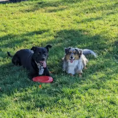 Hance Park Dog Park - Phoenix, AZ