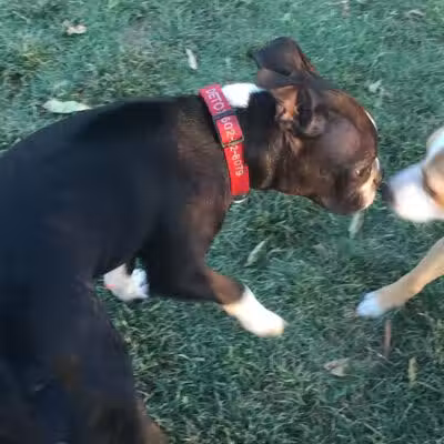 Hance Park Dog Park - Phoenix, AZ