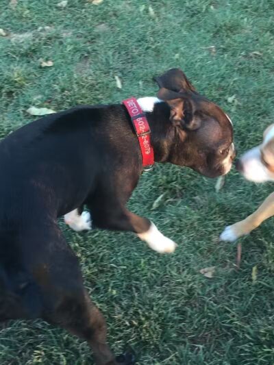 Hance Park Dog Park - Phoenix, AZ