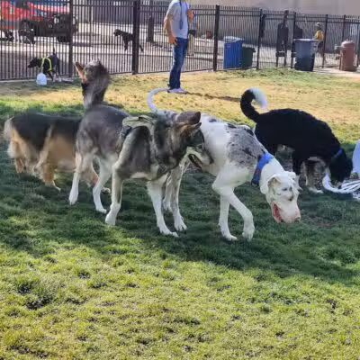 Hance Park Dog Park - Phoenix, AZ