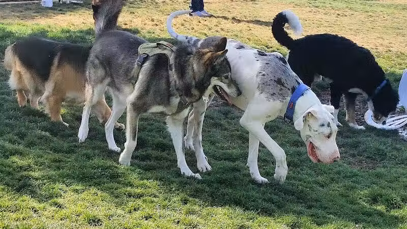 Hance Park Dog Park - Phoenix, AZ