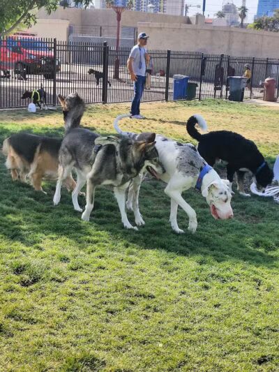 Hance Park Dog Park - Phoenix, AZ