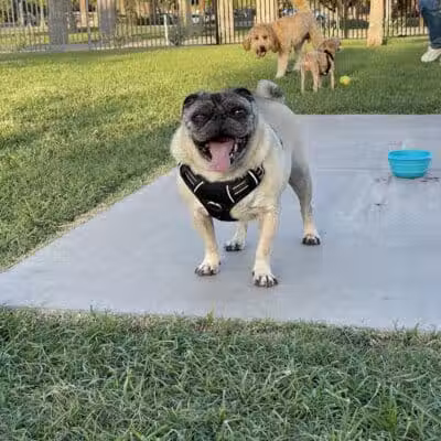 Hance Park Dog Park - Phoenix, AZ