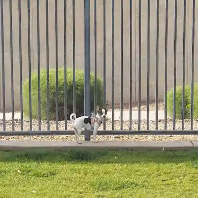 Hance Park Dog Park - Phoenix, AZ