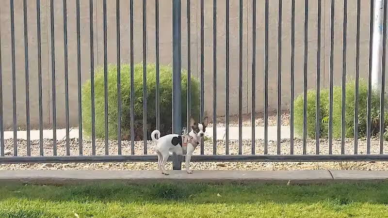 Hance Park Dog Park - Phoenix, AZ