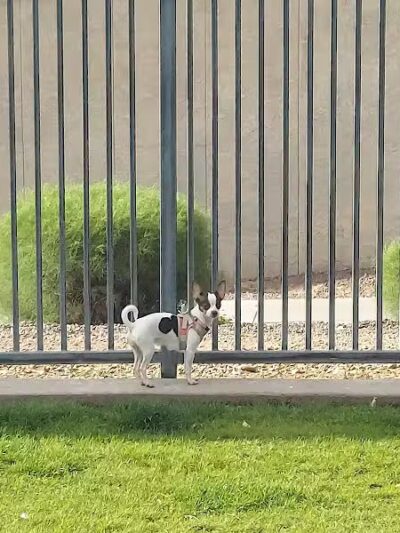 Hance Park Dog Park - Phoenix, AZ