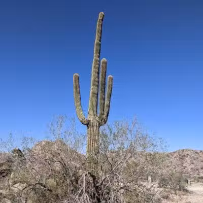 JUDITH TUNELL ACCESSIBLE TRAIL - Phoenix, AZ