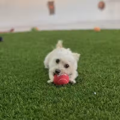 Meraki Paws N Play - Phoenix, AZ