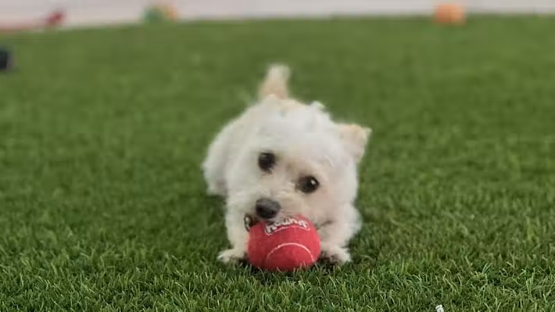 Meraki Paws N Play - Phoenix, AZ