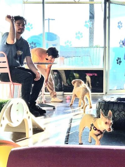 Meraki Paws N Play Indoor Dog Park and Social Club - Phoenix, AZ