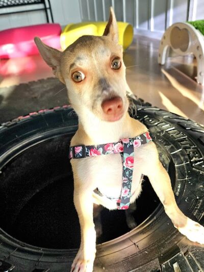 Meraki Paws N Play Indoor Dog Park and Social Club - Phoenix, AZ