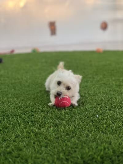 Meraki Paws N Play - Phoenix, AZ