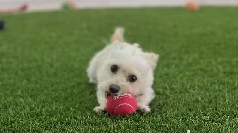 Meraki Paws N Play - Phoenix, AZ