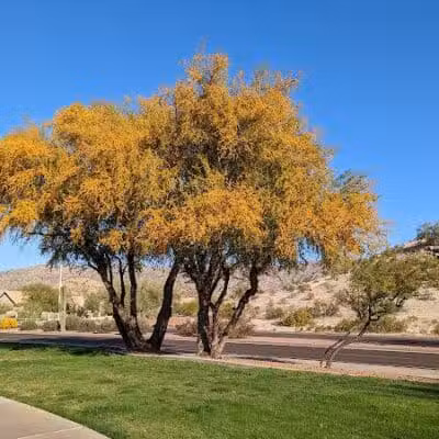 Mountain Park Ranch Hiking Trail - Phoenix, AZ