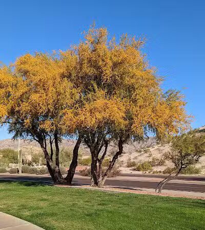 Mountain Park Ranch Hiking Trail - Phoenix, AZ