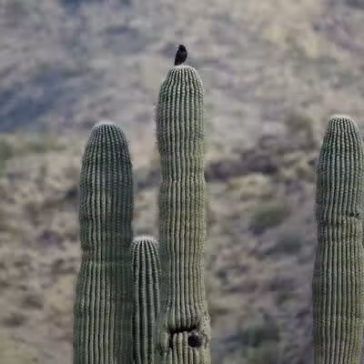 Mountain Park Ranch Hiking Trail - Phoenix, AZ