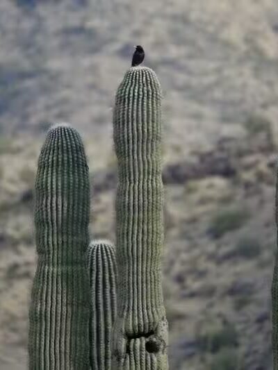 Mountain Park Ranch Hiking Trail - Phoenix, AZ