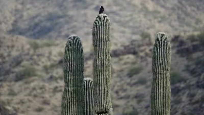 Mountain Park Ranch Hiking Trail - Phoenix, AZ
