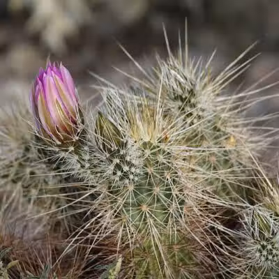 Mountain Park Ranch Hiking Trail - Phoenix, AZ