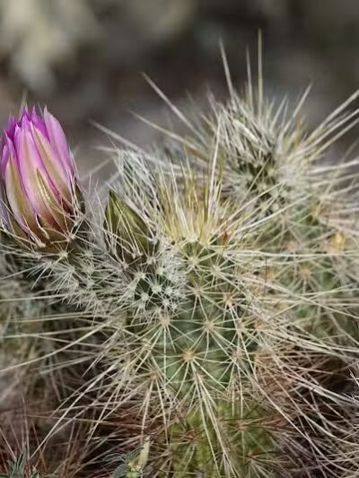 Mountain Park Ranch Hiking Trail - Phoenix, AZ