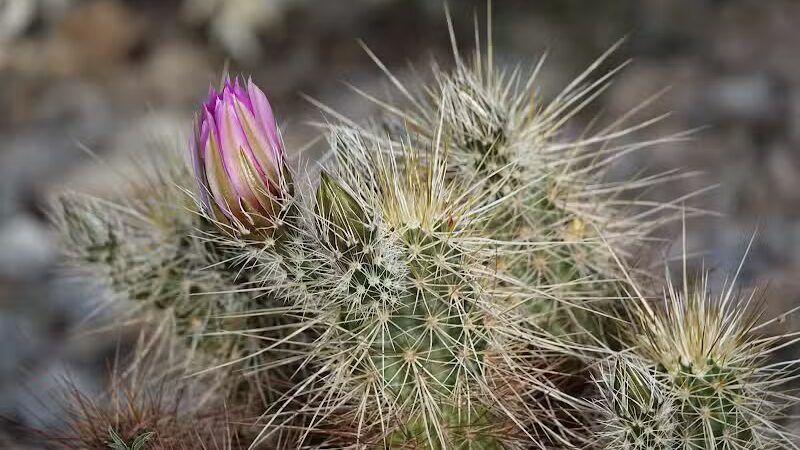Mountain Park Ranch Hiking Trail - Phoenix, AZ