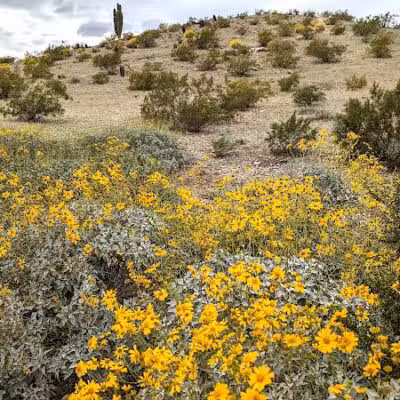 Mountain Park Ranch Hiking Trail - Phoenix, AZ