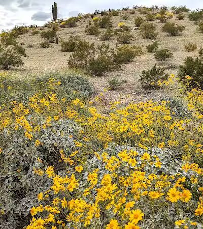 Mountain Park Ranch Hiking Trail - Phoenix, AZ