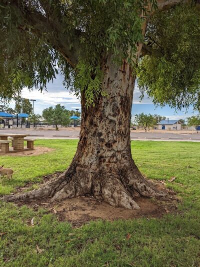 Paradise Valley Park - Phoenix, AZ