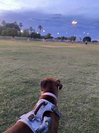 PetSmart Dog Park - Phoenix, AZ