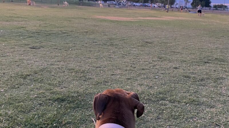 PetSmart Dog Park - Phoenix, AZ