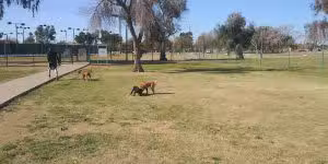 PetSmart Dog Park - Phoenix, AZ