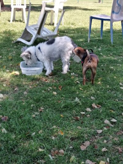 PetSmart Dog Park - Phoenix, AZ