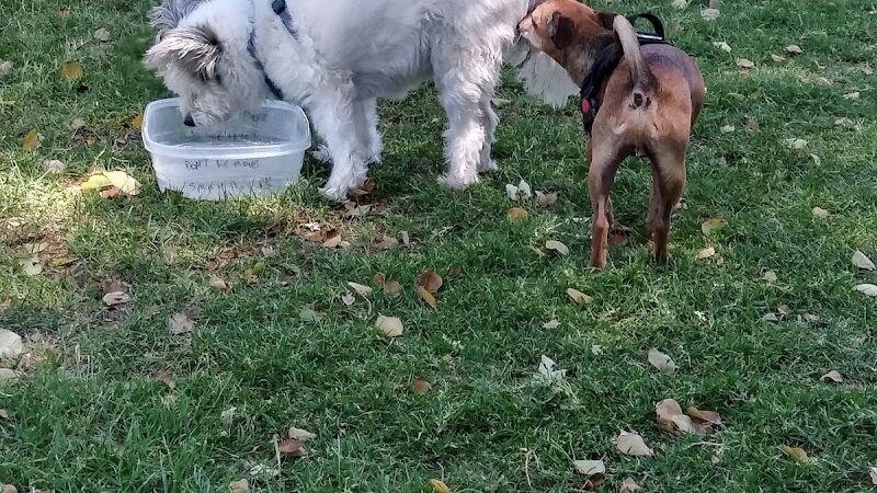 PetSmart Dog Park - Phoenix, AZ