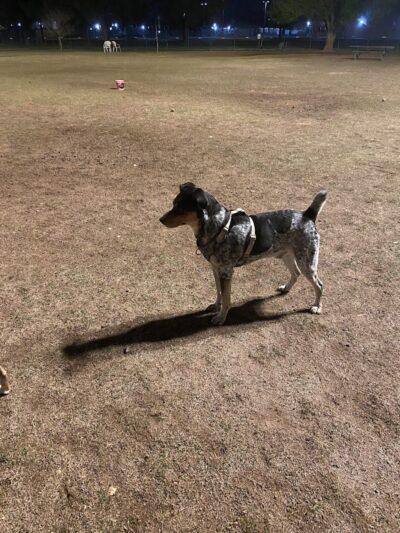 PetSmart Dog Park - Phoenix, AZ
