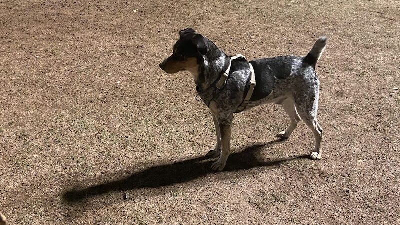 PetSmart Dog Park - Phoenix, AZ