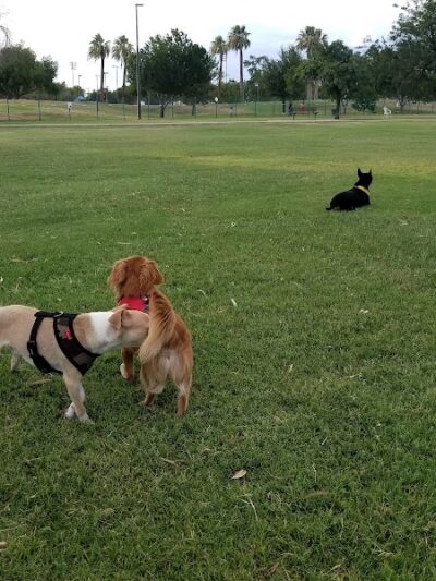 PetSmart Dog Park - Phoenix, AZ