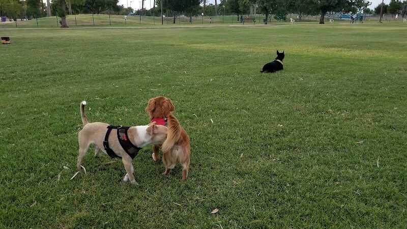 PetSmart Dog Park - Phoenix, AZ