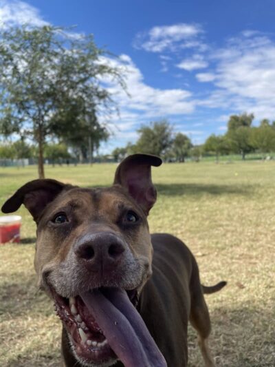 PetSmart Dog Park - Phoenix, AZ