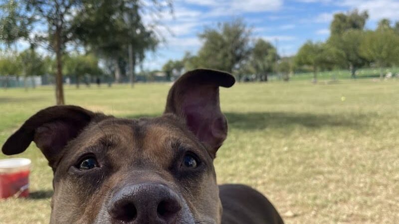 PetSmart Dog Park - Phoenix, AZ